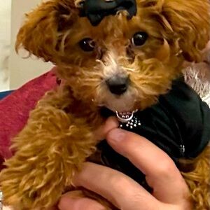 Meet your Posher, Lisa